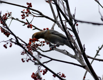 Tallbit  Pine Grosbeak  Pinicola enucleator