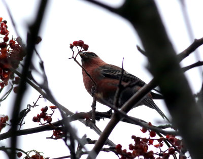 Tallbit Pine Grosbeak Pinicola enucleator