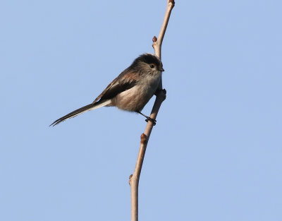 Stjrtmes  Long-tailed Tit  Aegithalos caudatus (irbii)