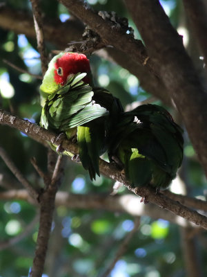 Rdmaskparakit  Red-masked Parakeet  Psittacara erythrogenys