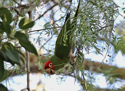 Rdmaskparakit   Red-masked Parakeet   Psittacara erythrogenys