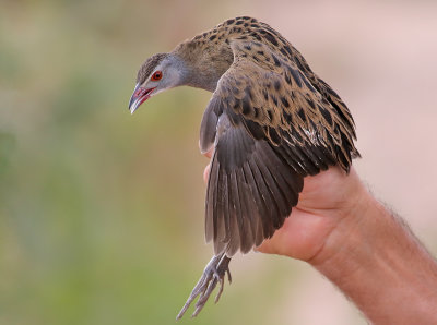 Afrikansk kornknarr African Crake Crex egregia