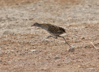 Afrikansk kornknarr  African Crake  Crex egregia