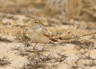 Stenkenlrka Desert Lark Ammomanes deserti