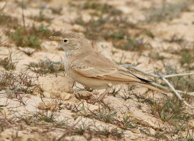 Stenkenlrka Desert Lark Ammomanes deserti