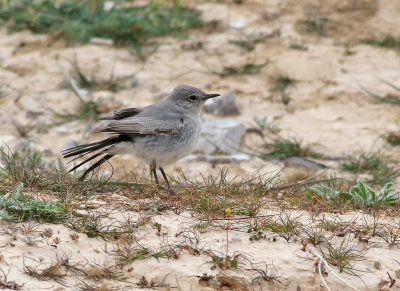 Svartstjrt Blackstart  Cercomela melanura
