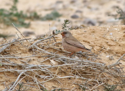 kentrumpetare  Trumpeter Finch  Bucanetes githangeus