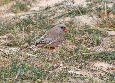 Ökentrumpetare Trumpeter Finch Bucanetes githangeus