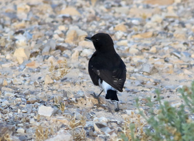 Basalt Wheatear