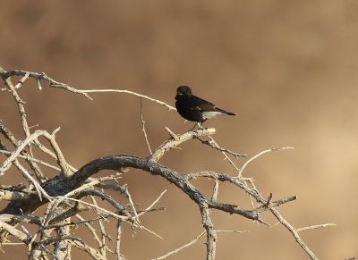 Basalt Wheatear