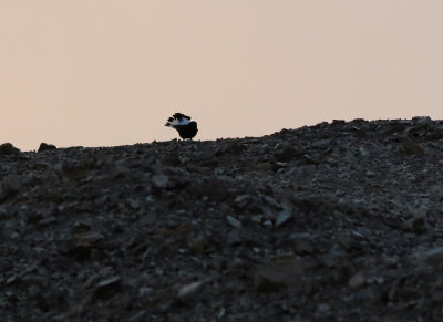 Basalt Wheatear