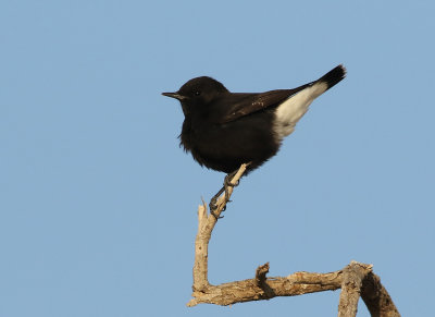 Basalt Wheatear