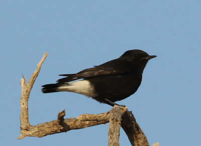 Basalt Wheatear