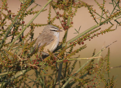 Snårsångare Scrub Warbler Scotocerca inquieta