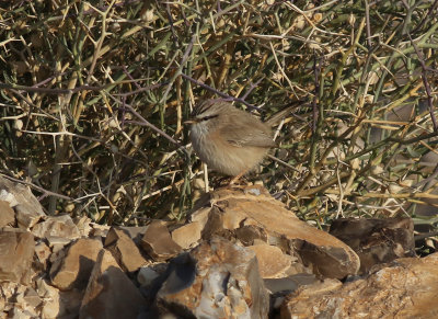 Snrsngare Scrub Warbler Scotocerca inquieta