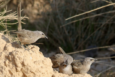 Arabskriktrast  Arabian Babbler  Turdoides squamiceps