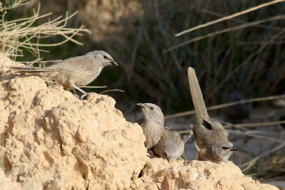 Arabskriktrast  Arabian Babbler  Turdoides squamiceps