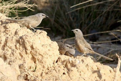 Arabskriktrast Arabian Babbler Turdoides squamiceps