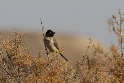 Levantbulbyl White-eyed Bulbul (White-spectacled Bulbul) Pycnonotus xanthopygos