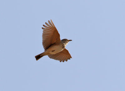 Tofslrka Crested LarkGalerida cristata