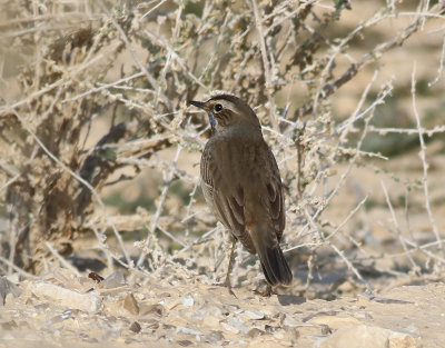 Blhake  Bluethroat  Luscinia svecica