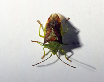 Strre bjrkbrfis<br> Birch Shieldbug<br> Elasmostethus interstinctus