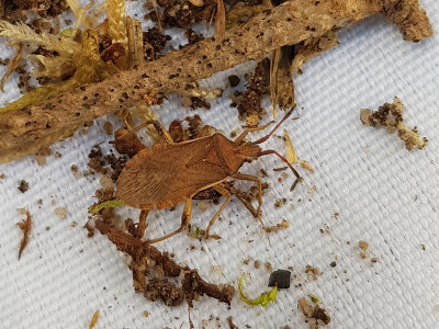Ceraleptus lividus