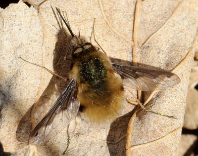 Stor svvfluga  Bombylius major