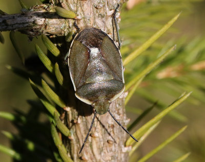 Tallbärfis Chlorochroa pinicola