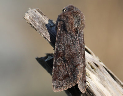Strre slgfly <br> Clouded Drab <br> Orthosia incerta