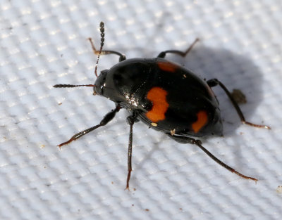 Scaphidium quadrimaculatum