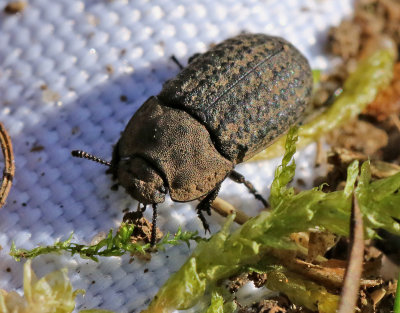 Opatrum sabulosum