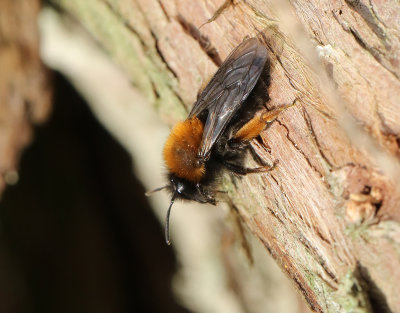 Videsandbi  Andrena clarkella