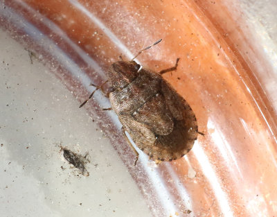 Mindre markbrfis   Sciocoris cursitans