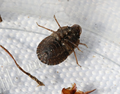 Mrk markbrfis   Sciocoris umbrinus