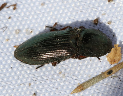 Selatosomus aeneus