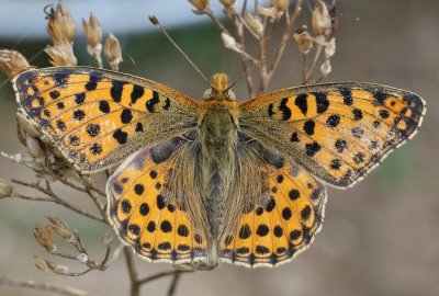 Storflckig prlemorfjril Queen of Spain FritillaryIssoria lathonia