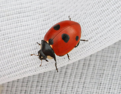 Femprickig nyckelpiga   Coccinella quinquepunctata