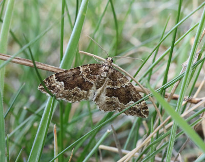 Vågbandad fältmätare Lampropteryx suffumata