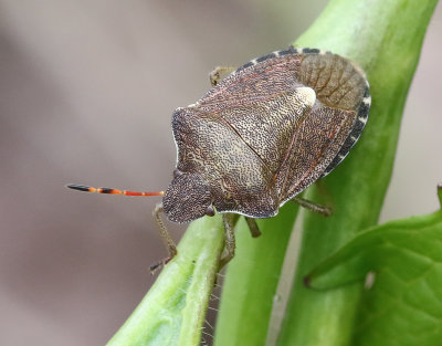 Vårbärfis Vernal Shieldbug Peribalus strictus