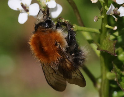 Sydlig kerhumla Bombus pascuorum (pallidofacies)