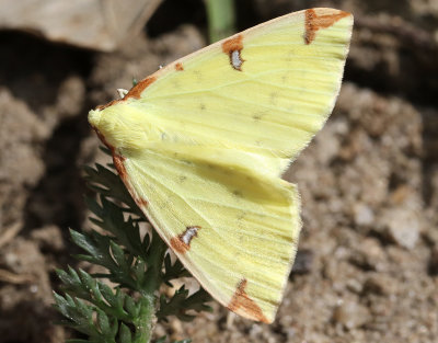 Citronmätare Opisthograptis luteolata