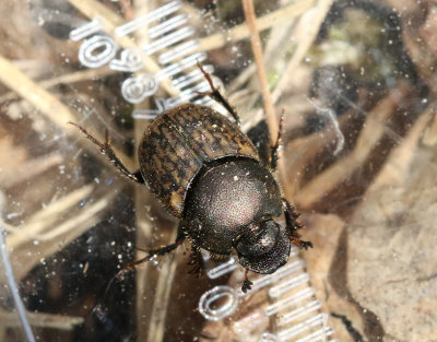 Rakhorndyvel  Onthophagus nuchicornis