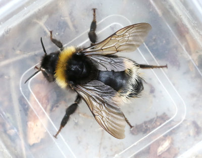 Sydsnylthumla  Bombus vestalis