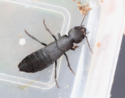 Ocypus olens