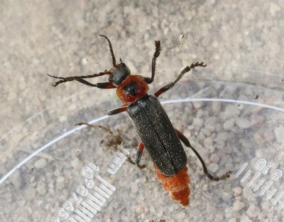 Cantharis rustica