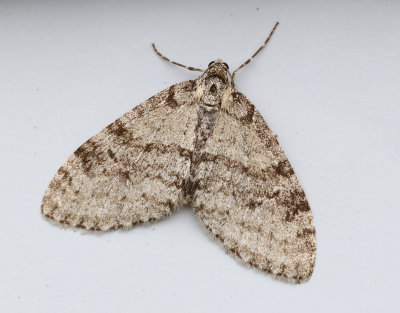 Asplobmätare Trichopteryx carpinata