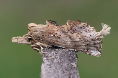Nbbspinnare  Pterostoma palpinum