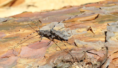 Strre timmerman  Acanthocinus aedilis