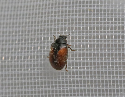 Tvfrgad talldvrgpiga    Scymnus suturalis